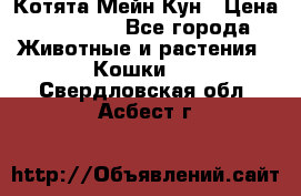 Котята Мейн Кун › Цена ­ 15 000 - Все города Животные и растения » Кошки   . Свердловская обл.,Асбест г.